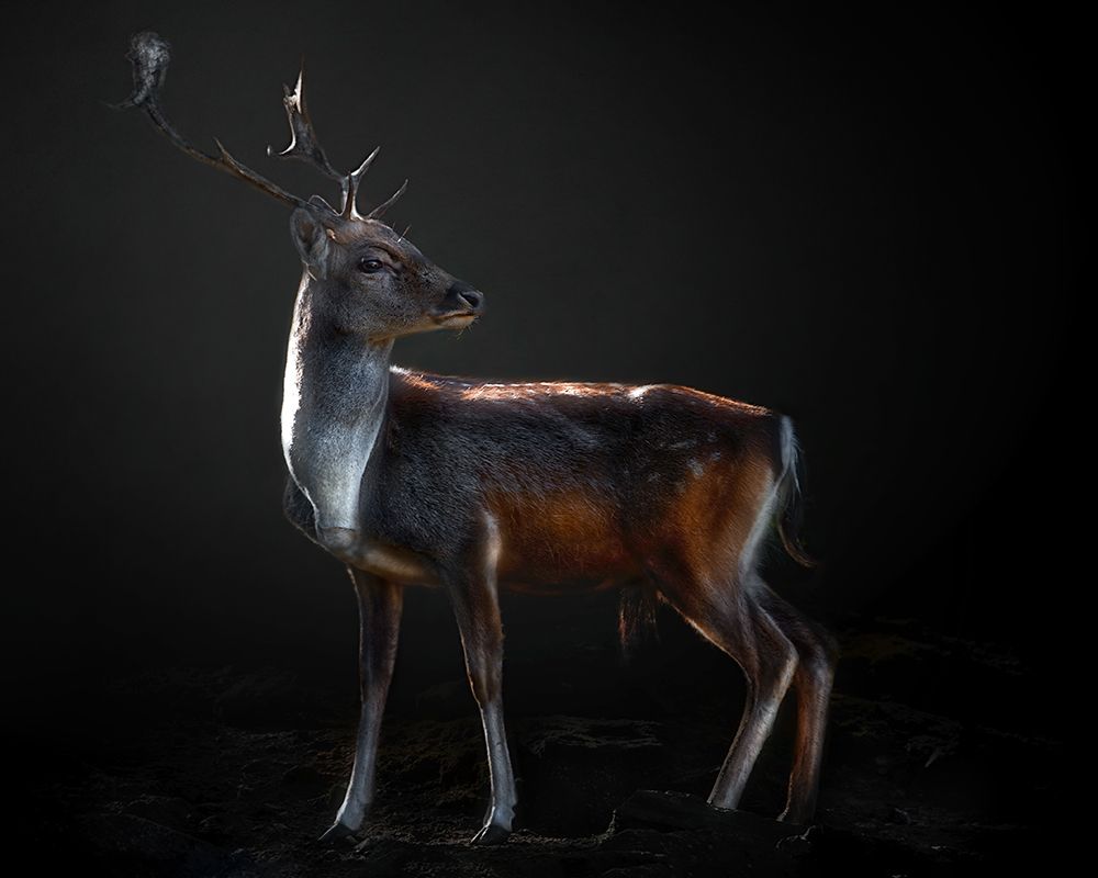 Fallow deer portrait art print by Santiago Pascual Buye for $57.95 CAD