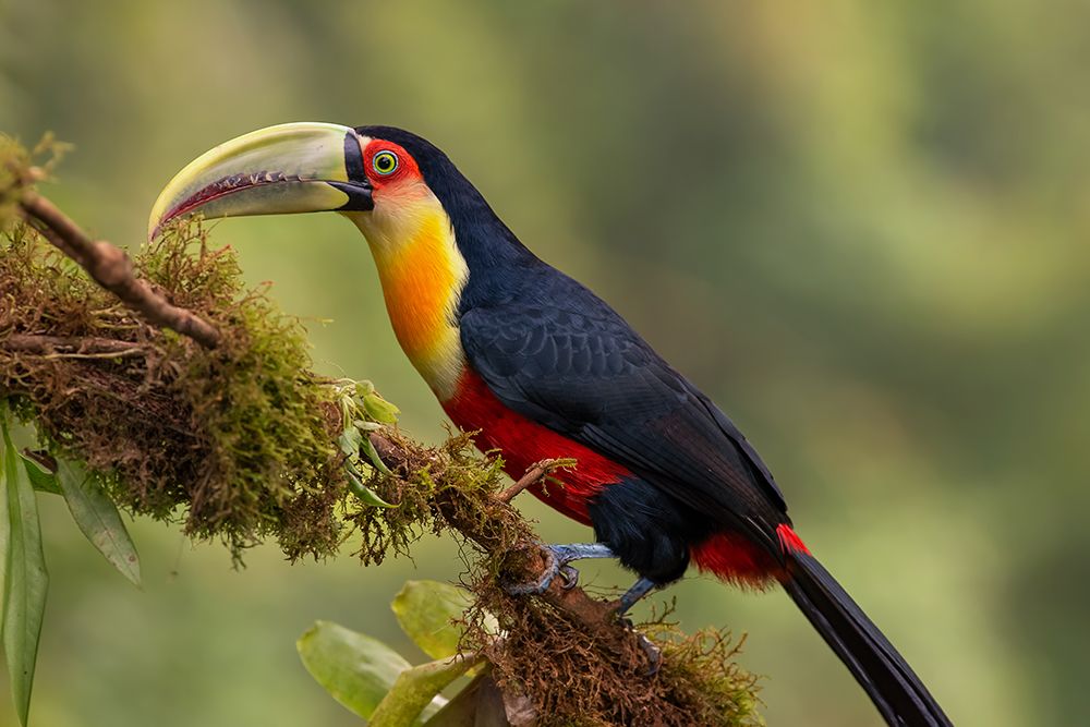 Red-Breasted Toucan art print by Piotr Galus for $57.95 CAD