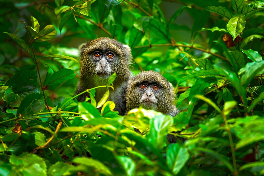 Blue Monkey art print by Milan Zygmunt for $57.95 CAD