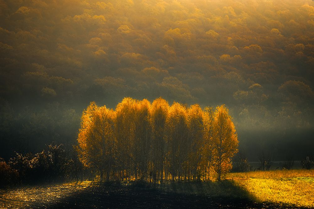 Morning Light art print by Anghel Rusu for $57.95 CAD