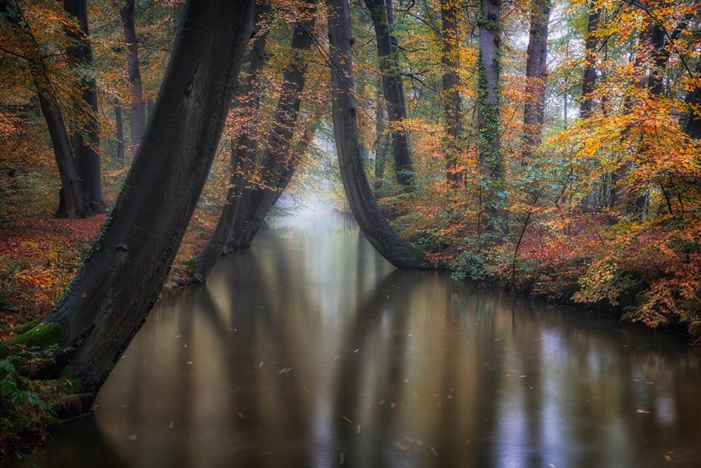 Enchanted Autumn art print by Fiorenzo Carozzi for $57.95 CAD