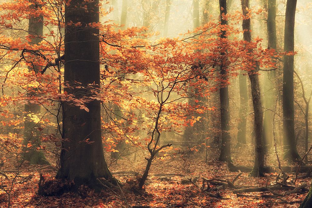 Soft Fall art print by Anton Van Dongen for $57.95 CAD