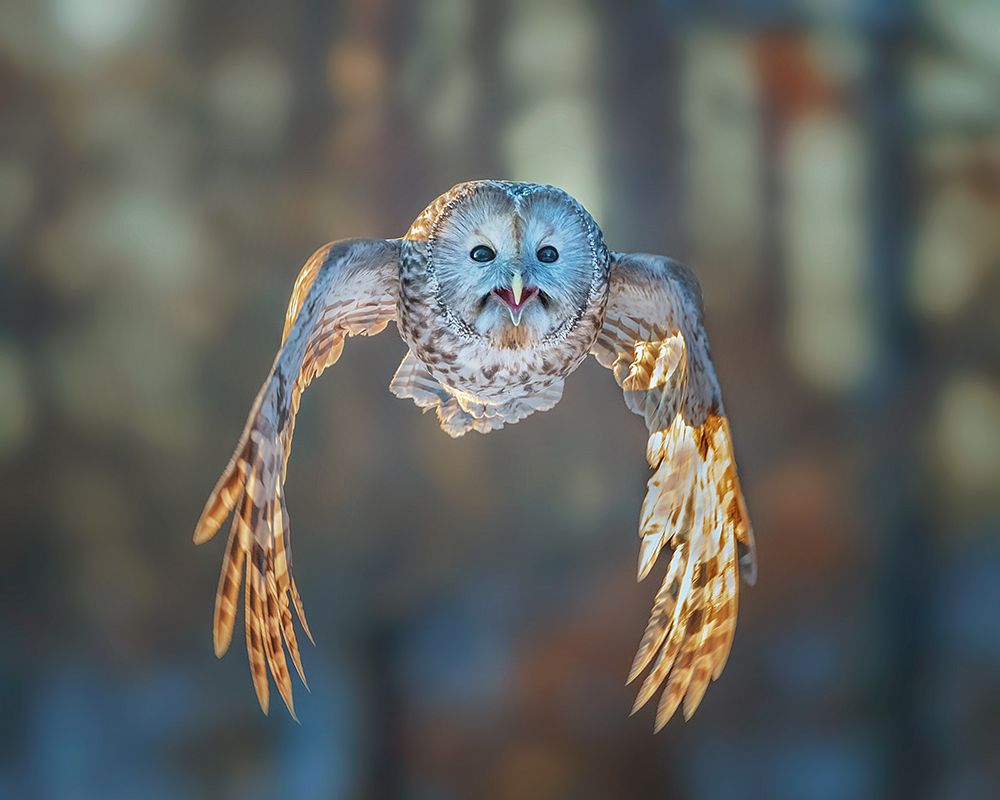 Flying to me by Annie Poreider