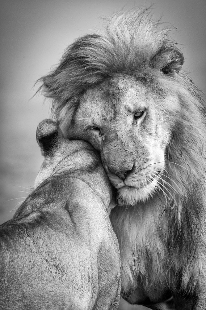 African Love! art print by Ali Khataw for $57.95 CAD