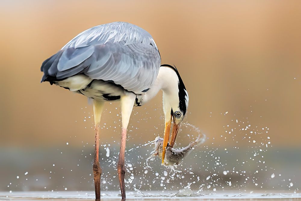 Morning Catch art print by Jun Zuo for $57.95 CAD
