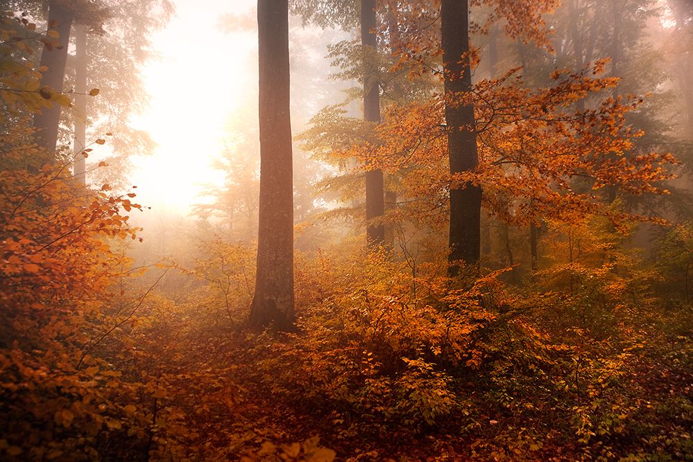Autumn art print by Irmawarth for $57.95 CAD