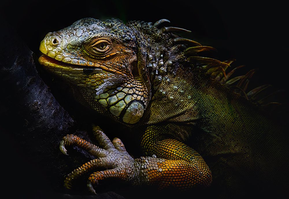 Time Of Molting art print by Santiago Pascual Buye for $57.95 CAD