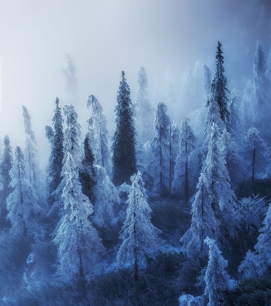 Enchanted Forest art print by Ales Krivec for $57.95 CAD