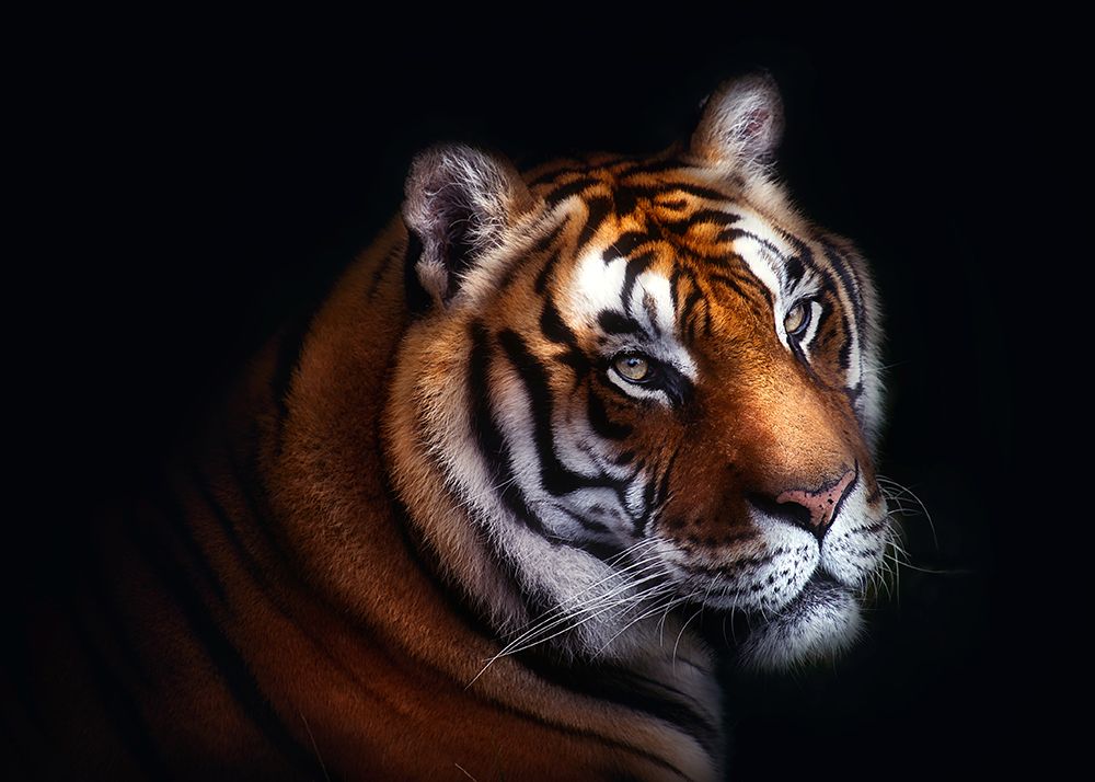 Tiger art print by Santiago Pascual Buye for $57.95 CAD