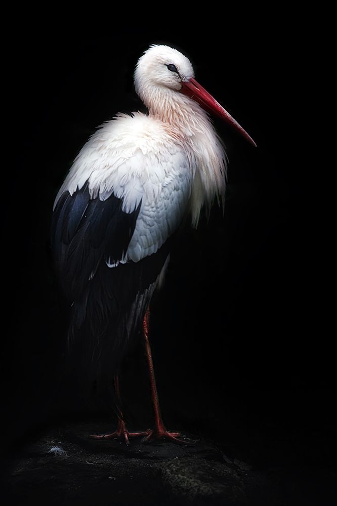 White Stork Portrait art print by Santiago Pascual Buye for $57.95 CAD