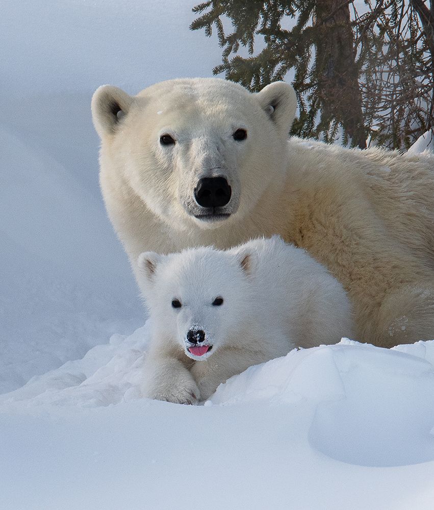 TOGETHER! art print by Liwen Tao for $57.95 CAD