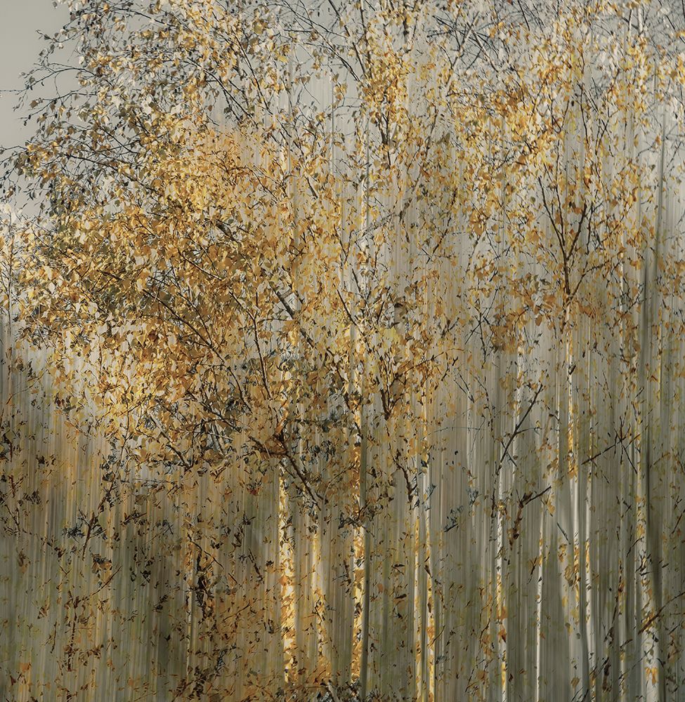 Birch Impression art print by Nel Talen for $57.95 CAD