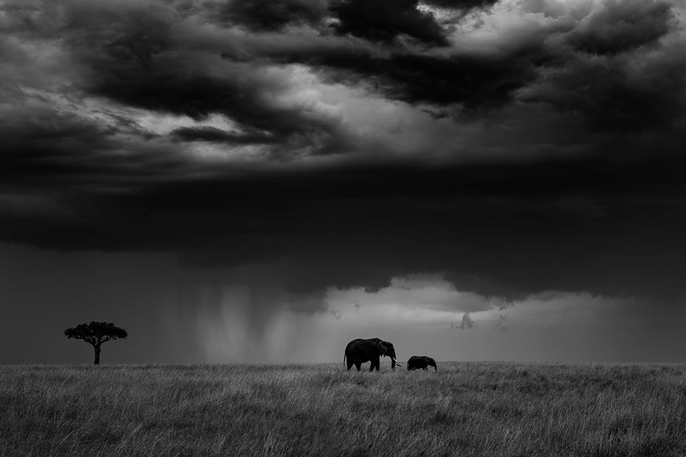 Thunderstorm on the Savannah art print by Mario Vigo for $57.95 CAD