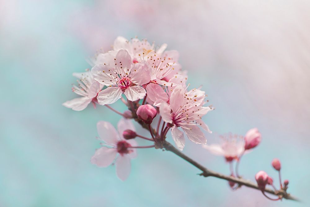 Fresh art print by Jacky Parker for $57.95 CAD