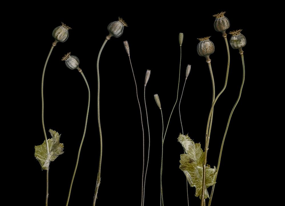 Poppy pods art print by Lotte Gronkjar for $57.95 CAD