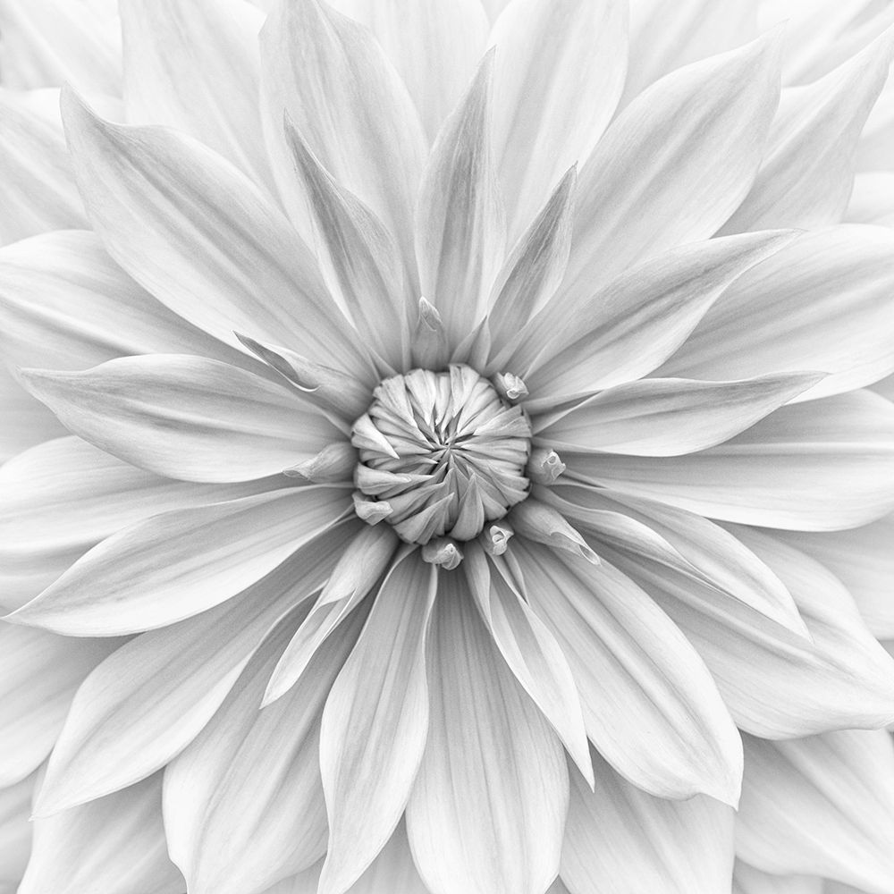 Hamari Gold In Monochrome art print by Lotte Gronkjar for $57.95 CAD