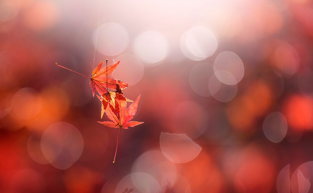 In the light art print by Takashi Suzuki for $57.95 CAD