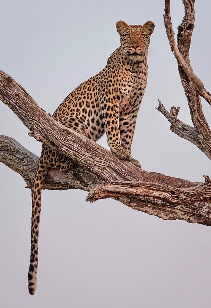 Leopard Portrait art print by Rob Darby for $57.95 CAD