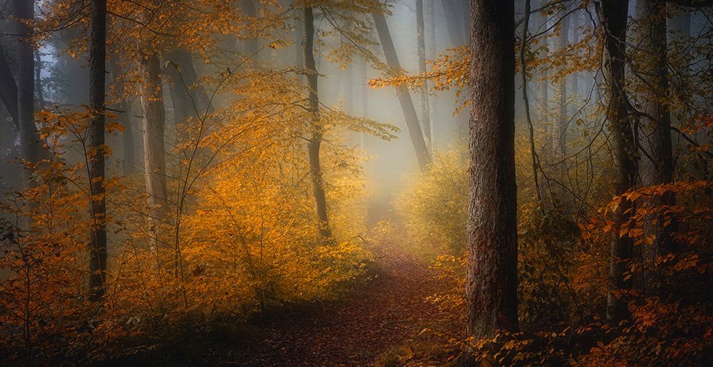 In Autumn art print by Norbert Maier for $57.95 CAD