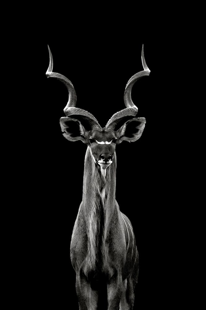Greater Kudu art print by Hannes Bertsch for $57.95 CAD