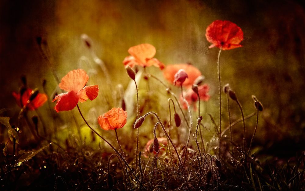 poppies art print by Anna Cseresnjes for $57.95 CAD