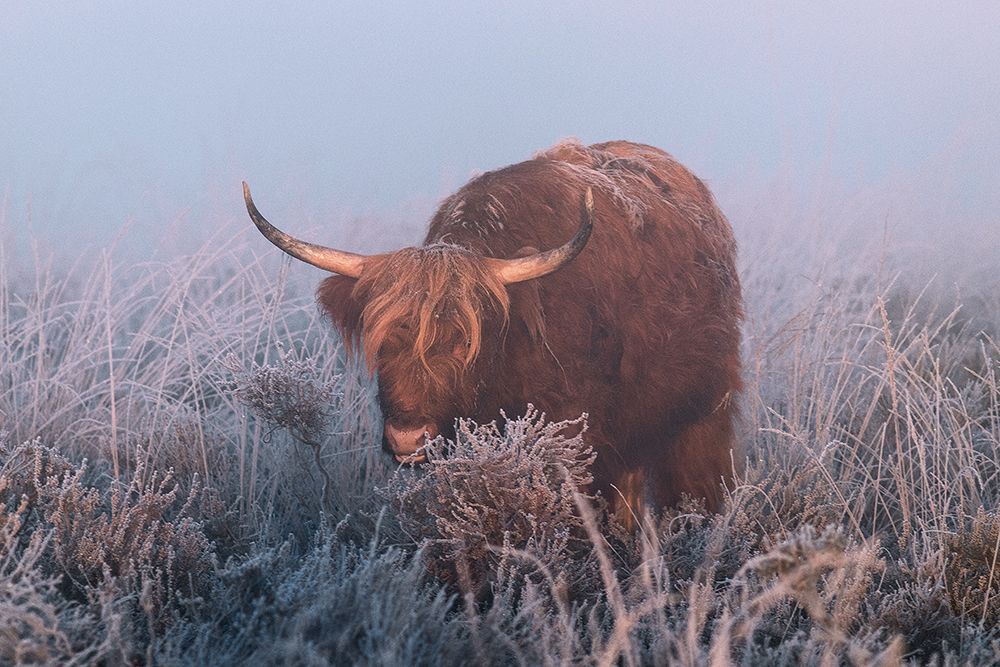 HIghlander in cold Sunrise. art print by Jaap van den for $57.95 CAD