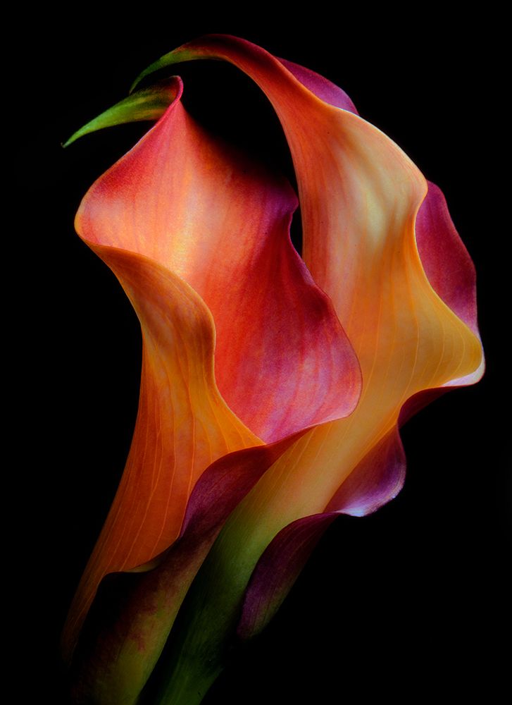 Tenderness art print by Jon Kinney for $57.95 CAD