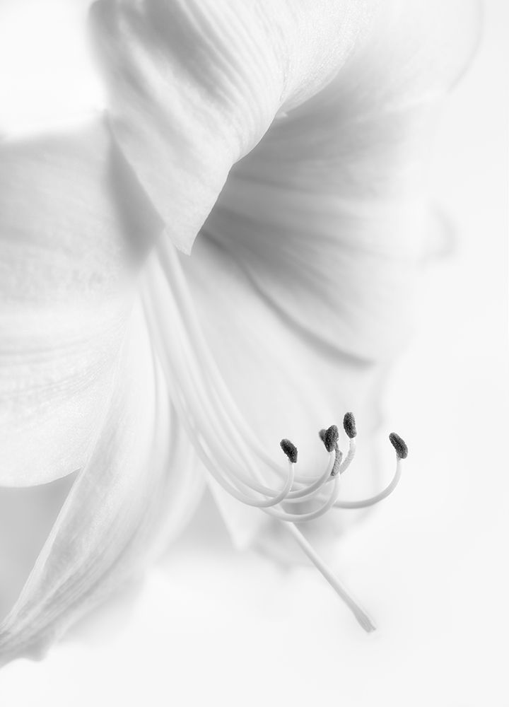 White On White art print by Paul Atcliffe for $57.95 CAD