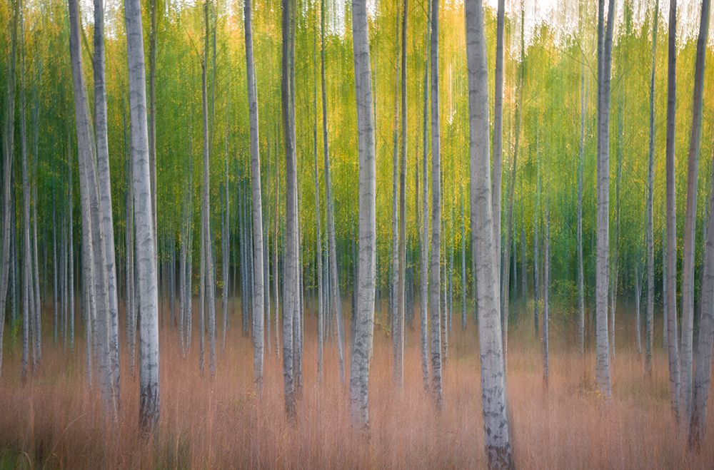 Intentional Camera Movement art print by Christian Lindsten for $57.95 CAD