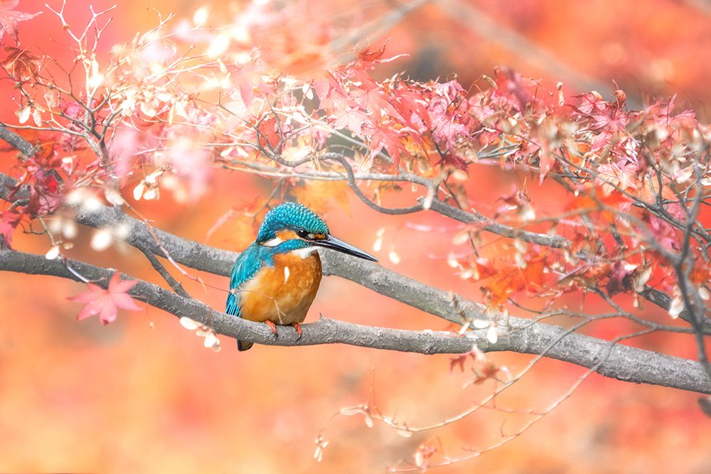 Under the autumn leaves art print by Takashi Suzuki for $57.95 CAD