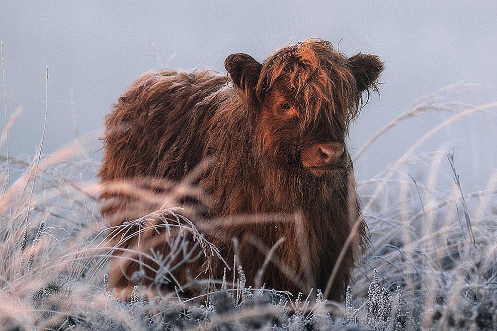 Little Highlander art print by Jaap van den for $57.95 CAD
