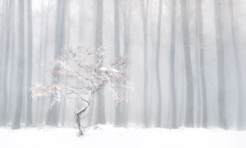 In Front Of The Misty Curtain art print by Peter Svoboda MQEP for $57.95 CAD