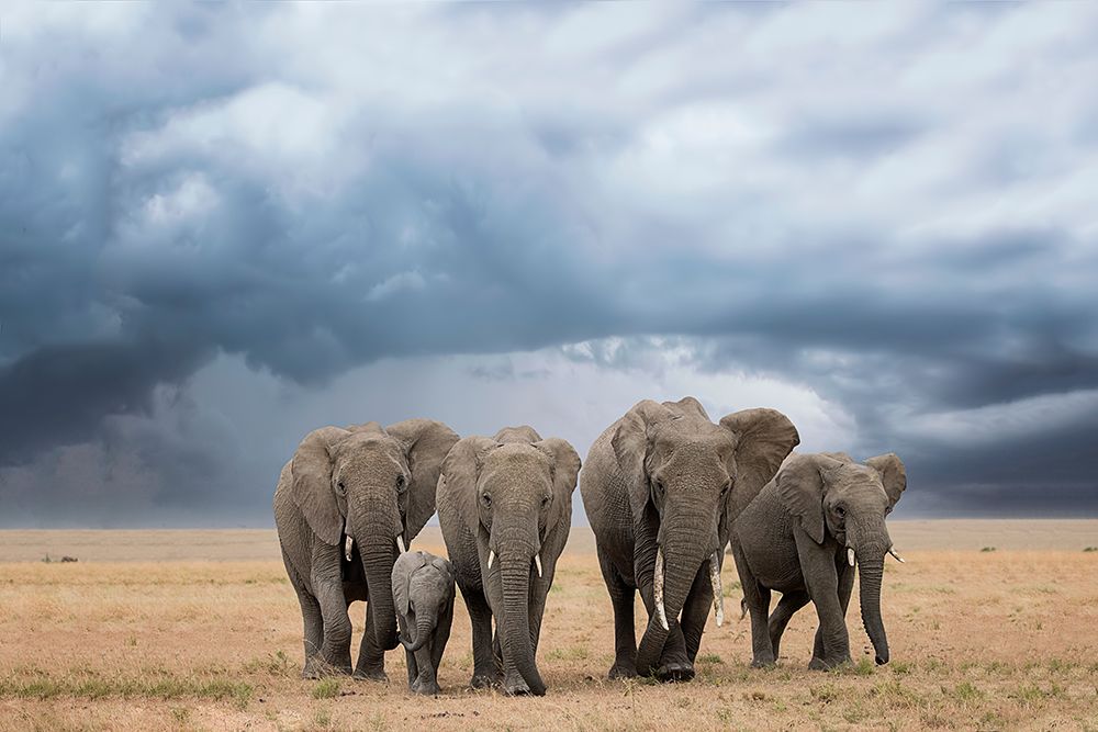 Elephant Walk art print by Renee Doyle for $57.95 CAD