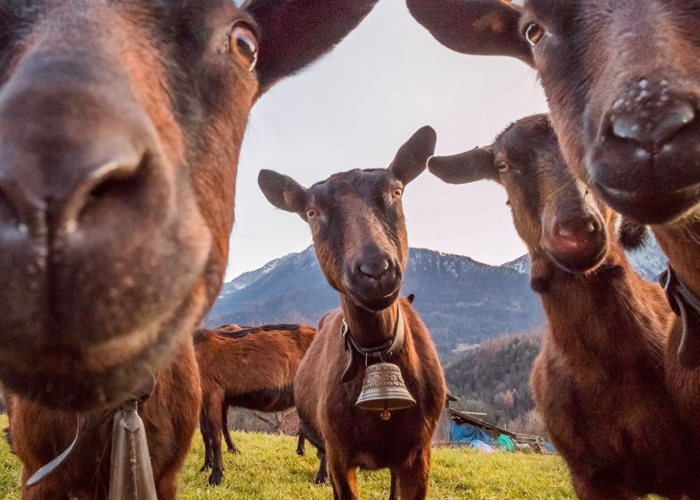 Curious Goats art print by Petra Dvorak for $57.95 CAD