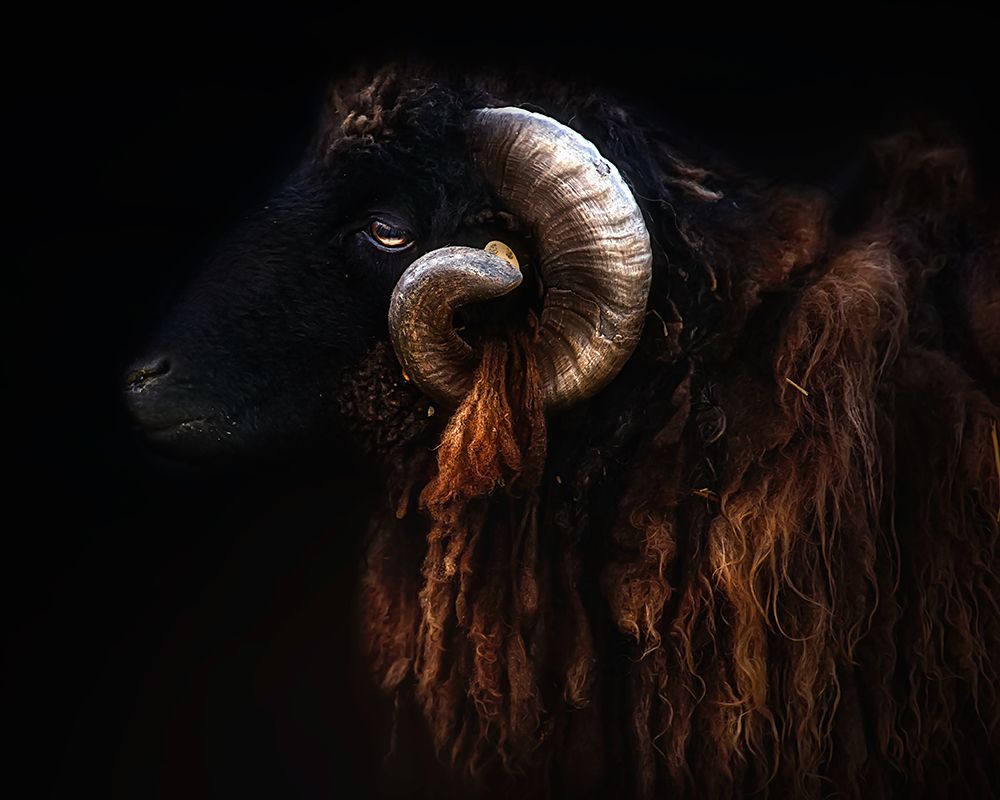 Ram portrait art print by Santiago Pascual Buye for $57.95 CAD