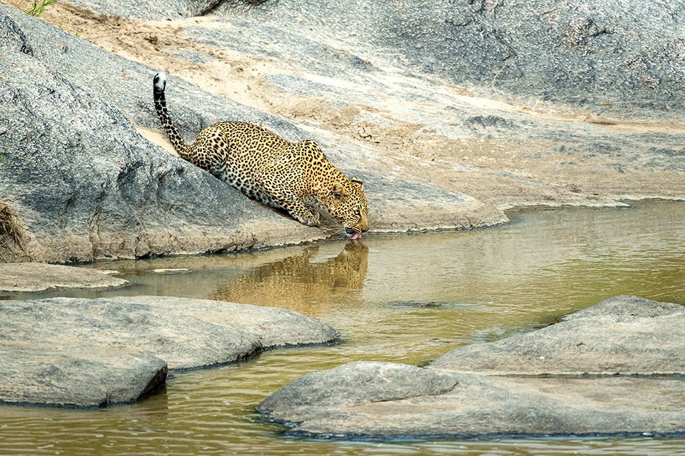 Early morning drink art print by Jeffrey C. Sink for $57.95 CAD