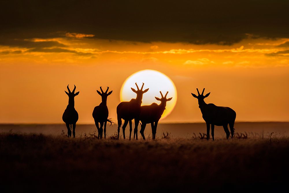 Topis at sunset art print by Xavier Ortega for $57.95 CAD