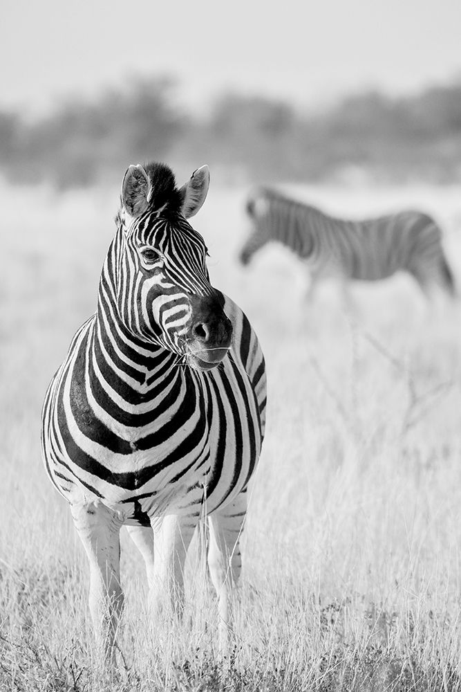 Zebra Bw art print by Hannes Bertsch for $57.95 CAD