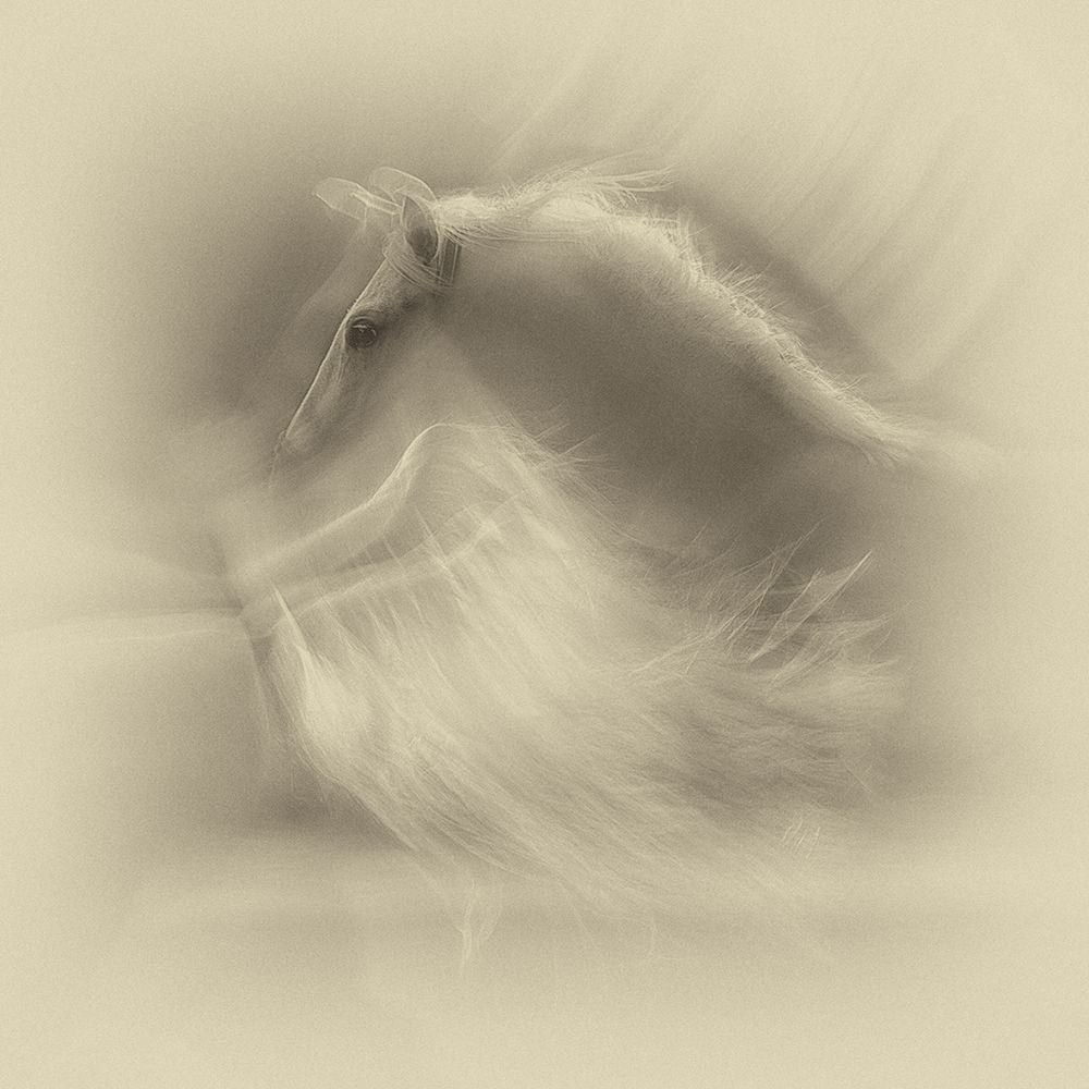 White On White art print by Milan Malovrh for $57.95 CAD
