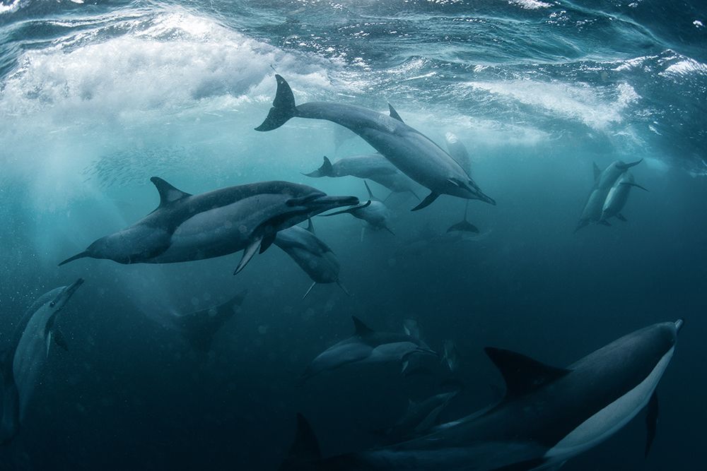 Dolphine Run art print by Andrey Narchuk for $57.95 CAD