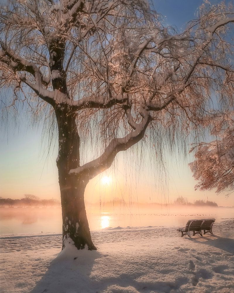 Cherry blossoms with snow art print by Makiko Samejima for $57.95 CAD