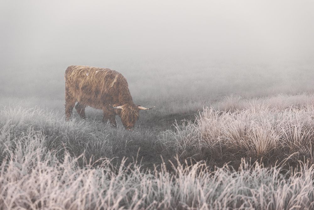 Highlander in White Grass art print by Jaap van den for $57.95 CAD