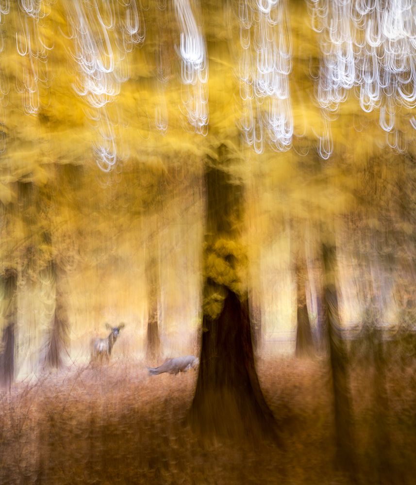 Woods art print by Shenshen Dou for $57.95 CAD