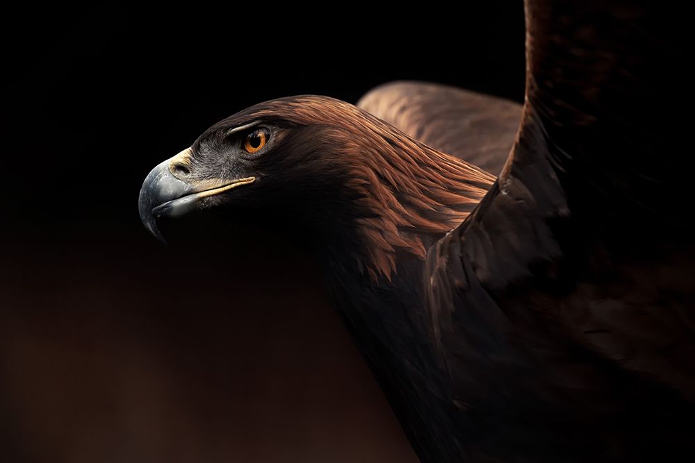 Golden Eagle Portrait art print by Eiji Itoyama for $57.95 CAD