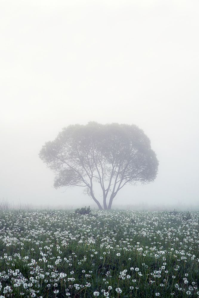 Lonely tree art print by Dmitry Doronin for $57.95 CAD