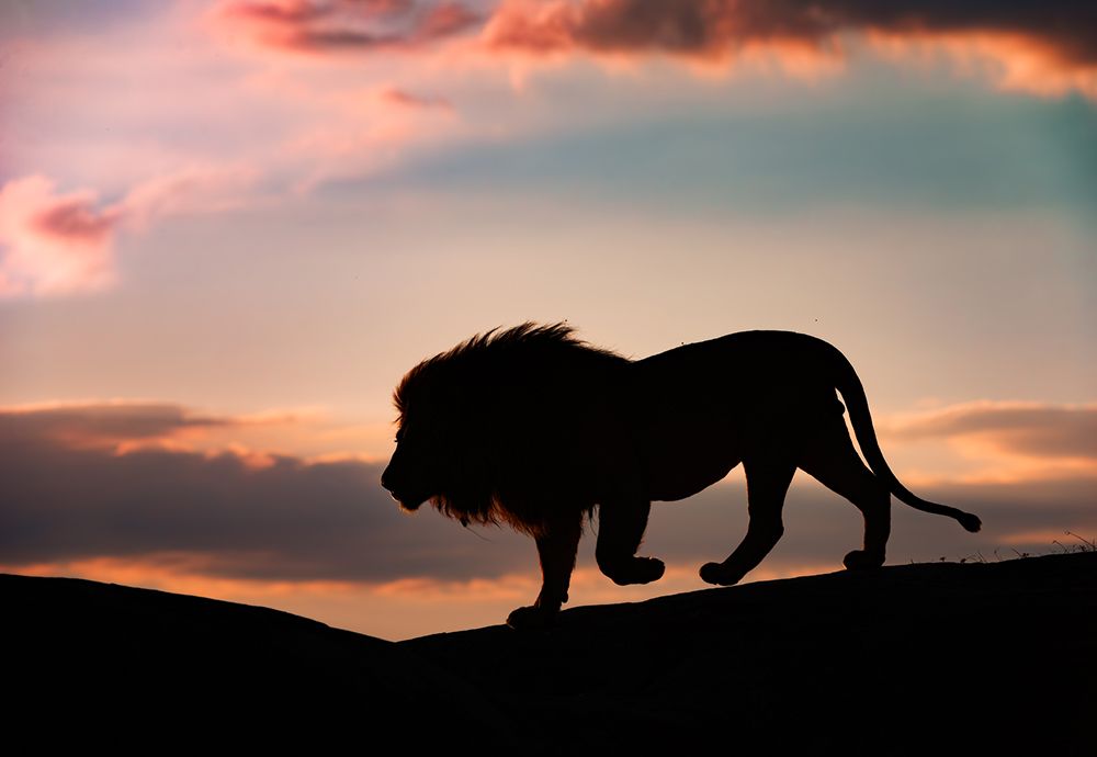 Sunset In The Serengeti art print by Mario Vigo for $57.95 CAD