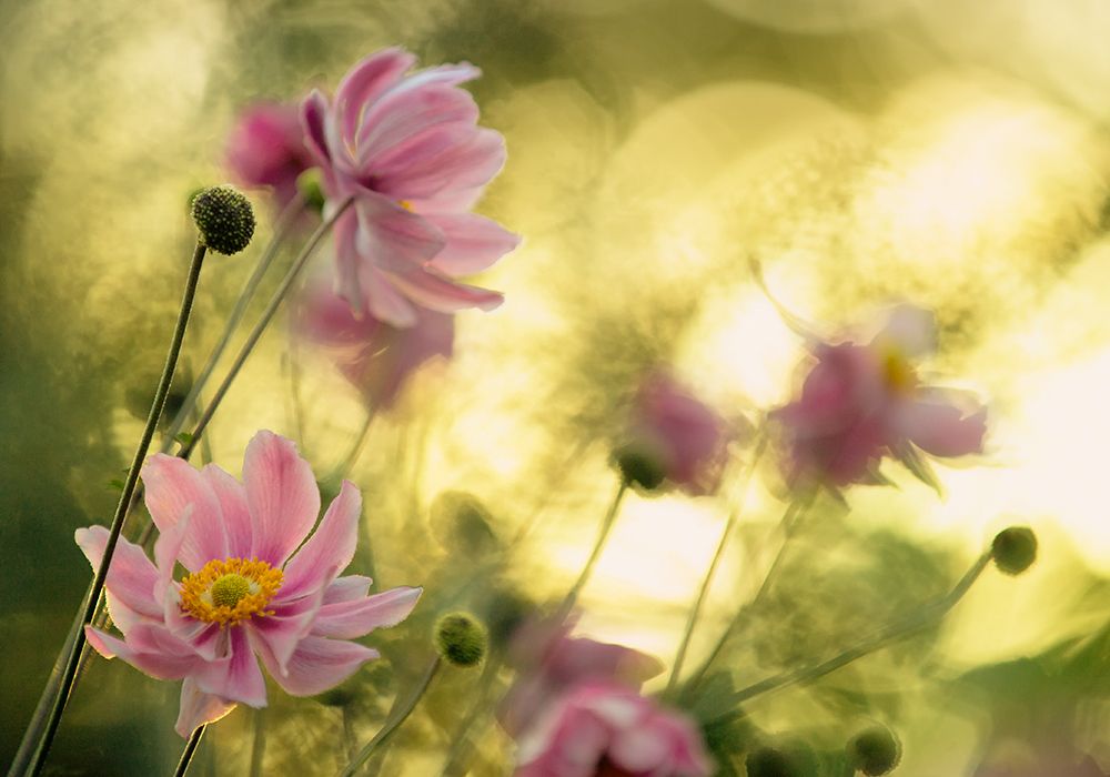 Dance Of The Flowers art print by Steve Moore for $57.95 CAD