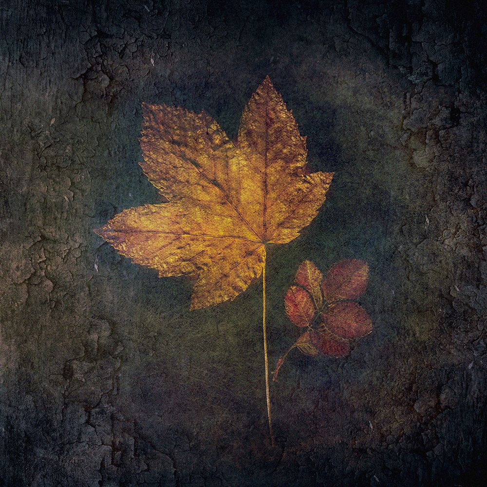 Embedded art print by Cicek Kiral for $57.95 CAD
