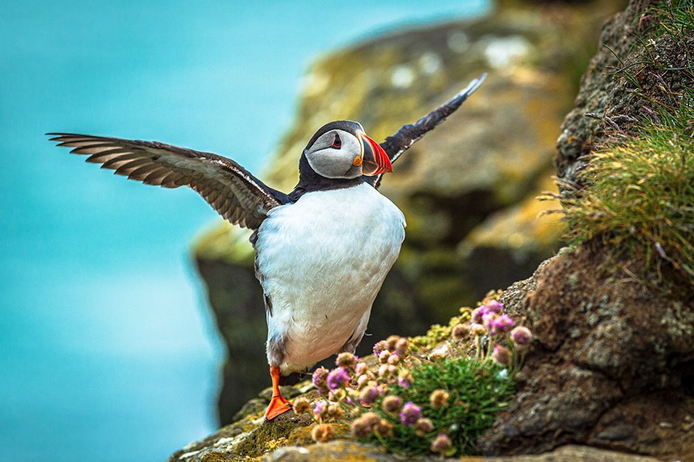 Magical puffins art print by Jeffrey C. Sink for $57.95 CAD