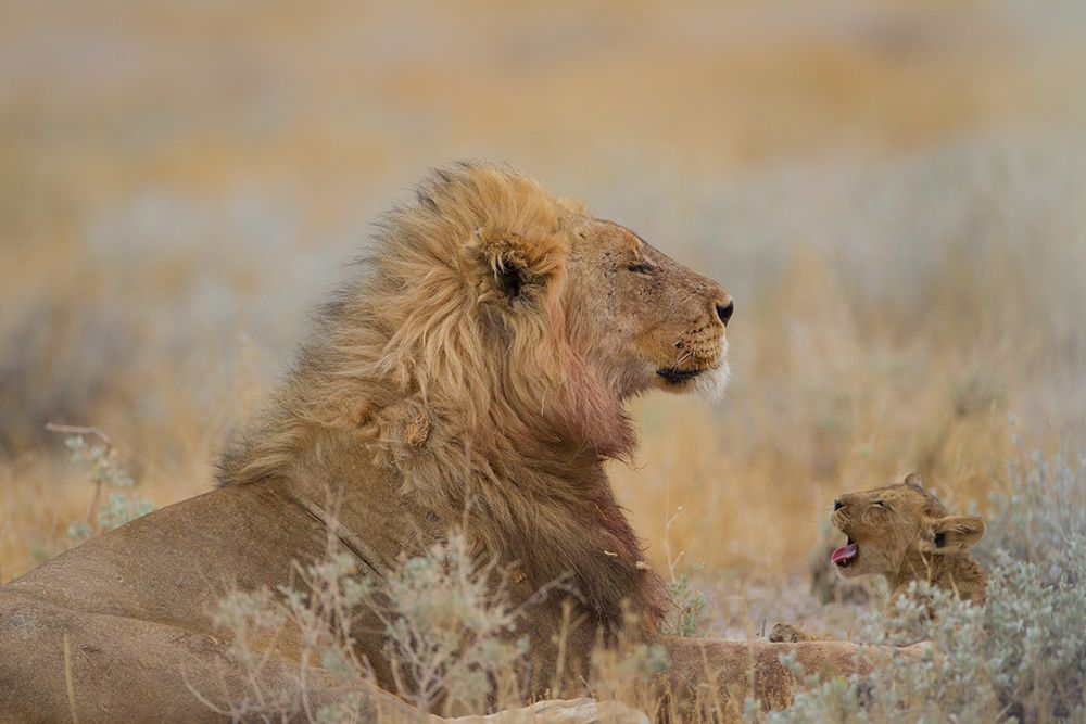 Male Lion With Cub art print by Ozkan Ozmen for $57.95 CAD